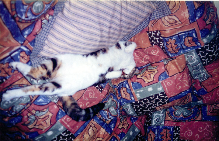 Malcolm Macfursome - cat,kat,gato - Kats R Us