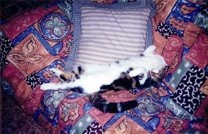 Malcolm Macfursome - cat,kat,gato - Kats R Us