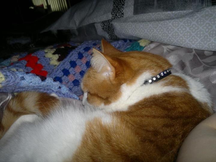 Milly Puss - cat,kat,gato - Kats R Us