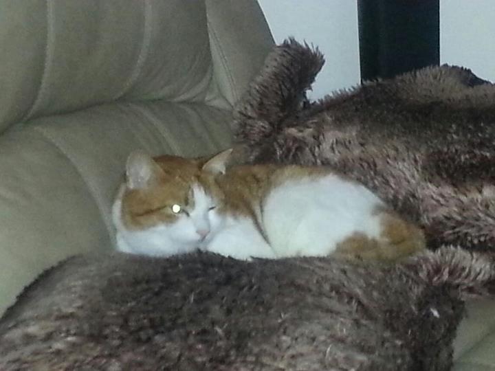 Milly Puss - cat,kat,gato - Kats R Us