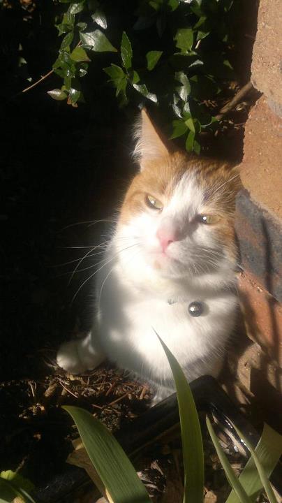 Milly Puss - cat,kat,gato - Kats R Us