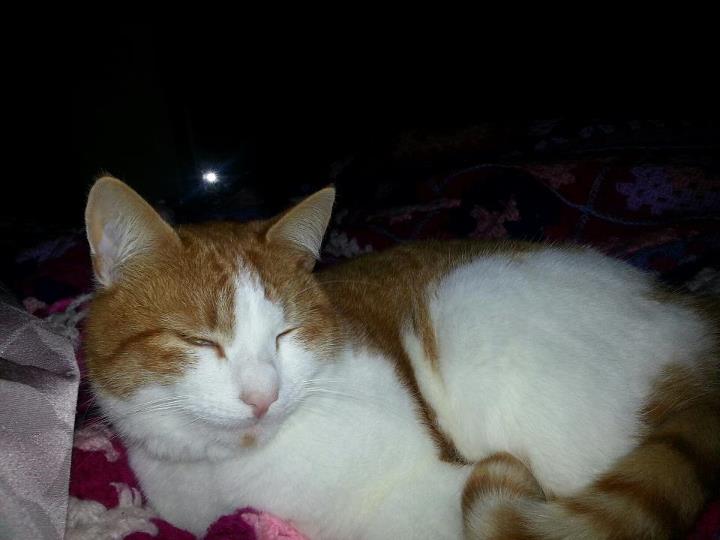 Milly Puss - cat,kat,gato - Kats R Us