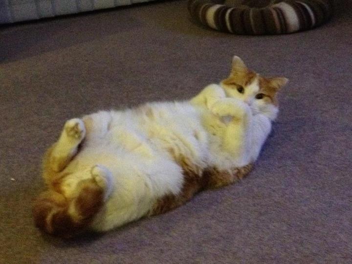 Milly Puss - cat,kat,gato - Kats R Us