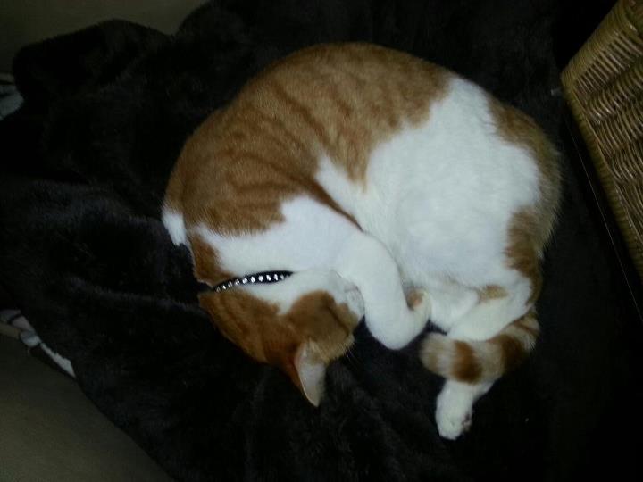 Milly Puss - cat,kat,gato - Kats R Us