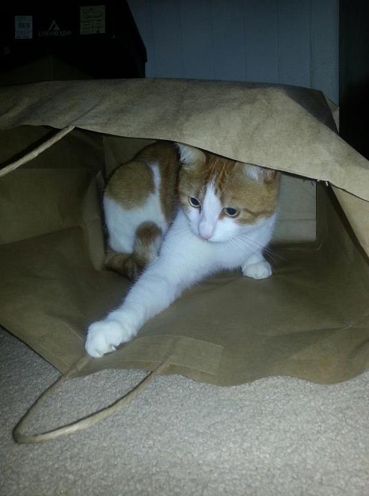 Milly Puss - cat,kat,gato - Kats R Us