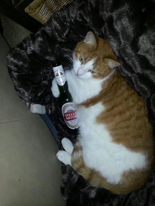 Milly Puss - cat,kat,gato - Kats R Us