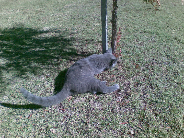 Missy - cat,kat,gato - Kats R Us