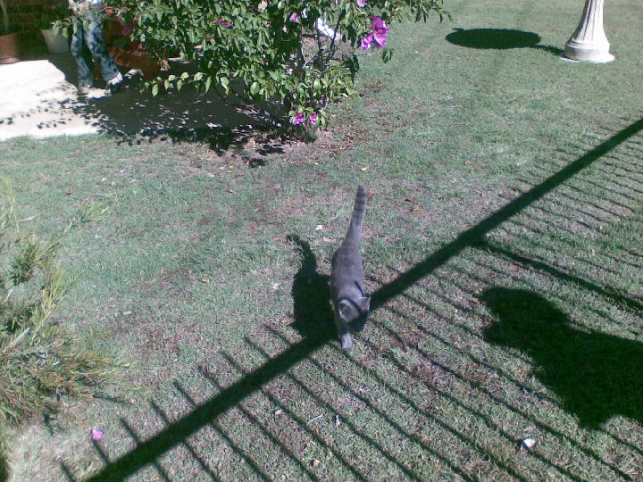 Missy - cat,kat,gato - Kats R Us