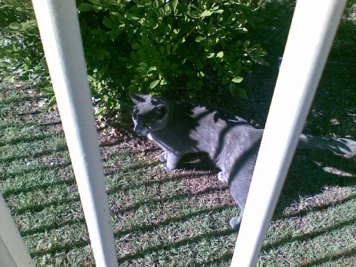 Missy - cat,kat,gato - Kats R Us