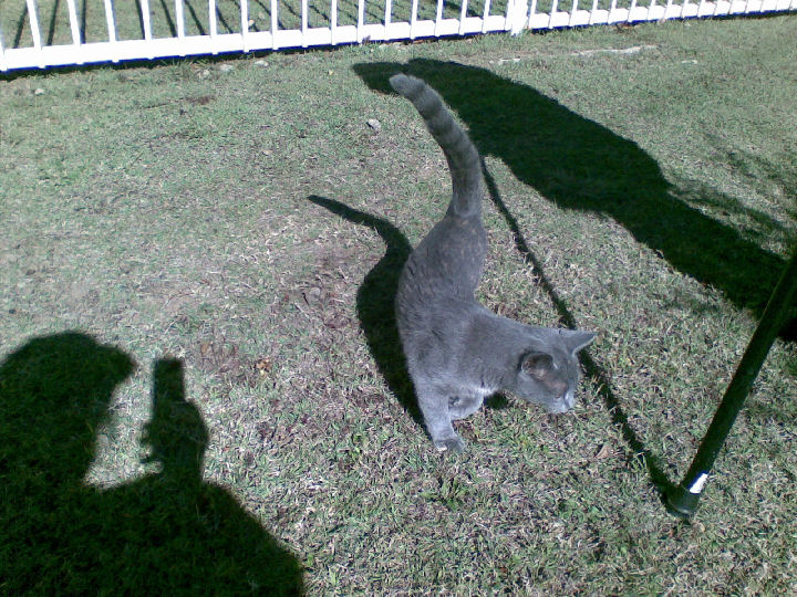 Missy - cat,kat,gato - Kats R Us