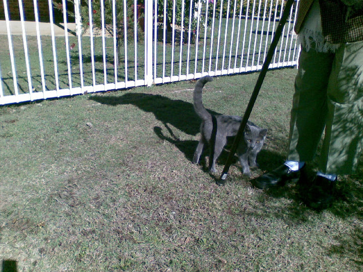 Missy - cat,kat,gato - Kats R Us