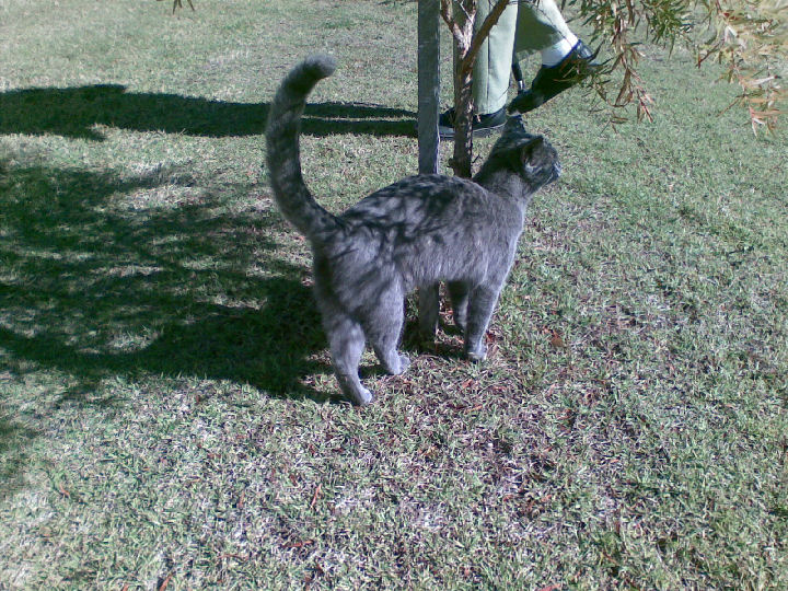 Missy - cat,kat,gato - Kats R Us