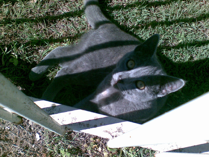 Missy - cat,kat,gato - Kats R Us