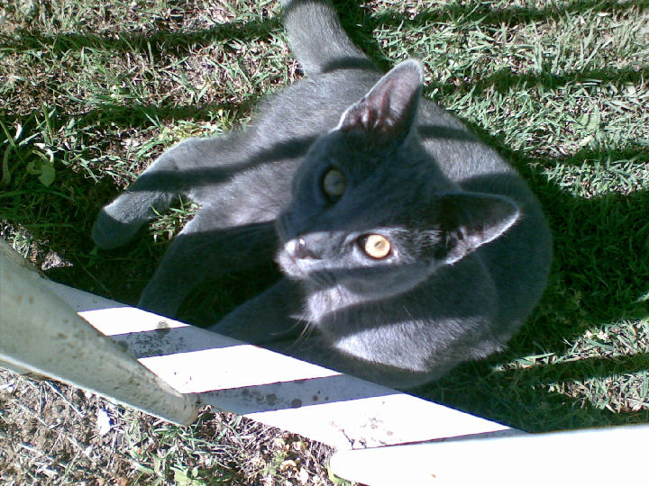 Missy - cat,kat,gato - Kats R Us