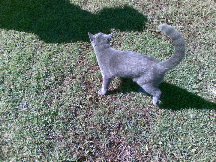 Missy - cat,kat,gato - Kats R Us