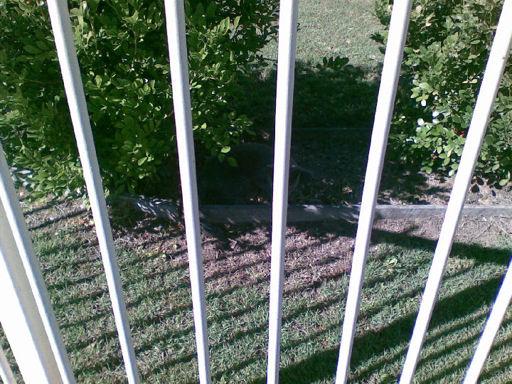 Missy - cat,kat,gato - Kats R Us