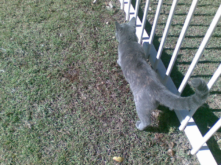 Missy - cat,kat,gato - Kats R Us