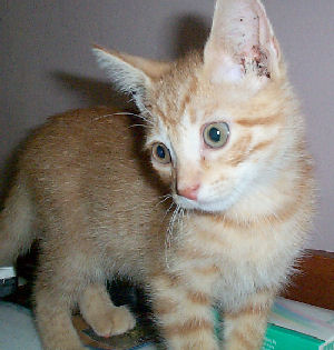 Neelix - cat,kat,gato - Kats R Us