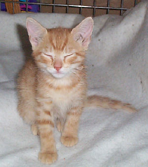 Neelix - cat,kat,gato - Kats R Us