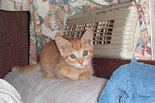 Neelix - cat,kat,gato - Kats R Us