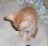 Neelix - cat,kat,gato - Kats R Us