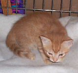Neelix - cat,kat,gato - Kats R Us