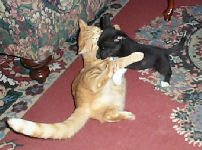 Neelix - cat,kat,gato - Kats R Us