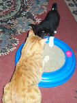 Neelix - cat,kat,gato - Kats R Us