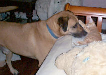 Neelix - cat,kat,gato - Kats R Us