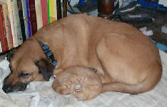 Neelix - cat,kat,gato - Kats R Us