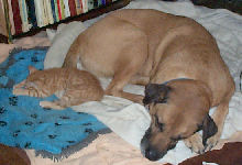 Neelix - cat,kat,gato - Kats R Us