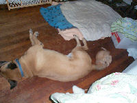 Neelix - cat,kat,gato - Kats R Us