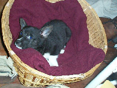 Neelix - cat,kat,gato - Kats R Us