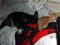 Neelix - cat,kat,gato - Kats R Us