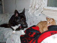 Neelix - cat,kat,gato - Kats R Us
