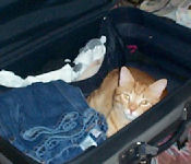Neelix - cat,kat,gato - Kats R Us