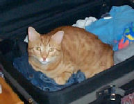 Neelix - cat,kat,gato - Kats R Us