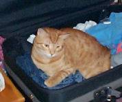 Neelix - cat,kat,gato - Kats R Us