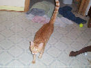 Neelix - cat,kat,gato - Kats R Us