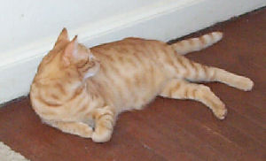 Neelix - cat,kat,gato - Kats R Us