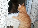 Neelix - cat,kat,gato - Kats R Us