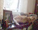 Neelix - cat,kat,gato - Kats R Us