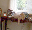 Neelix - cat,kat,gato - Kats R Us