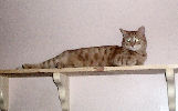 Neelix - cat,kat,gato - Kats R Us
