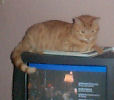 Neelix - cat,kat,gato - Kats R Us