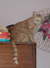 Neelix - cat,kat,gato - Kats R Us