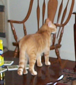 Neelix - cat,kat,gato - Kats R Us