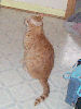 Neelix - cat,kat,gato - Kats R Us