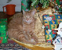 Neelix - cat,kat,gato - Kats R Us