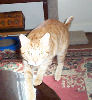 Neelix - cat,kat,gato - Kats R Us